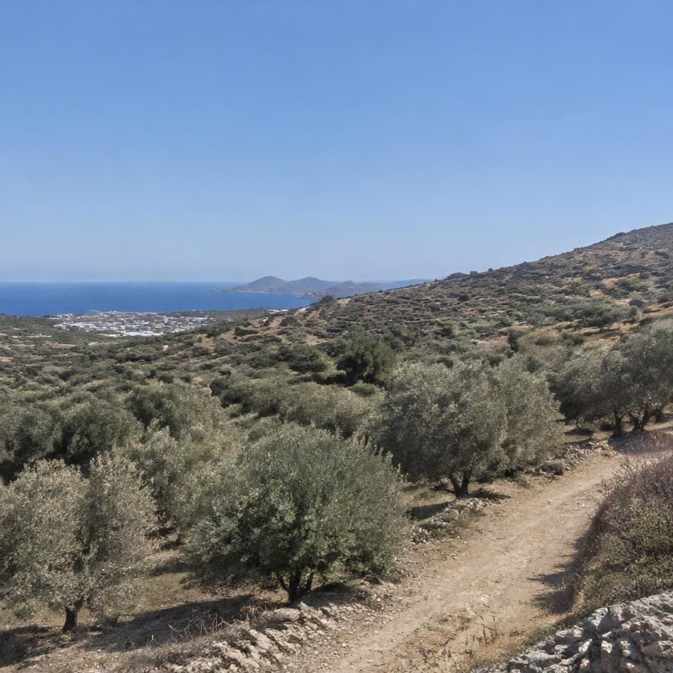 Olive Grove Plot